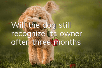 Will the dog still recognize its owner after three months?