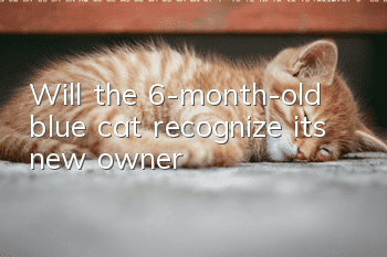 Will the 6-month-old blue cat recognize its new owner?