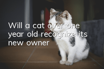 Will a cat over one year old recognize its new owner?