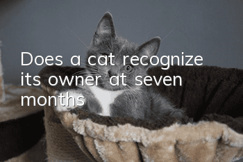 Does a cat recognize its owner at seven months?