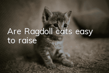 Are Ragdoll cats easy to raise?