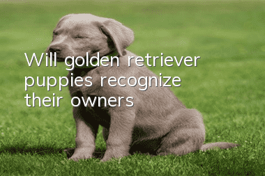 Will golden retriever puppies recognize their owners?