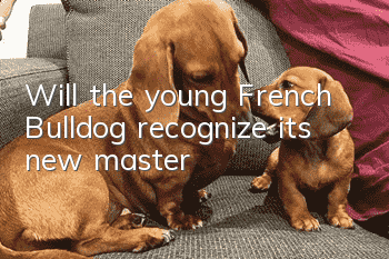 Will the young French Bulldog recognize its new master?