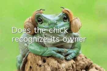 Does the chick recognize its owner?