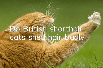 Do British shorthair cats shed hair badly?