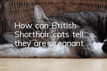 How can British Shorthair cats tell they are pregnant?