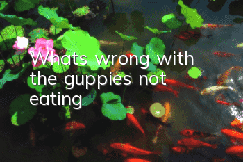 What's wrong with the guppies not eating?