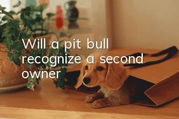 Will a pit bull recognize a second owner?
