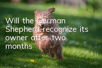 Will the German Shepherd recognize its owner after two months?