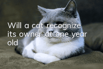 Will a cat recognize its owner at one year old?