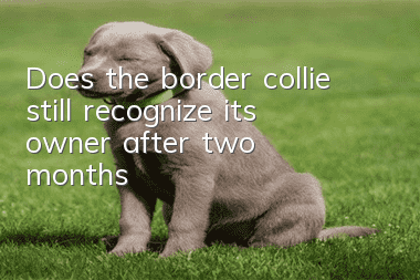 Does the border collie still recognize its owner after two months?