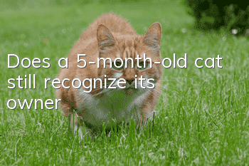 Does a 5-month-old cat still recognize its owner?