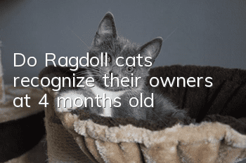 Do Ragdoll cats recognize their owners at 4 months old?