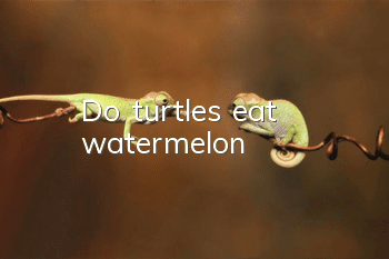 Do turtles eat watermelon?