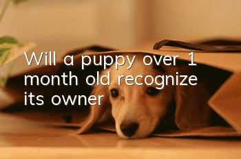 Will a puppy over 1 month old recognize its owner?