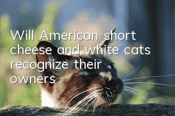 Will American short cheese and white cats recognize their owners?