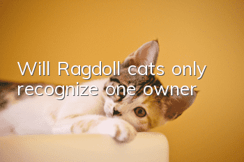 Will Ragdoll cats only recognize one owner?