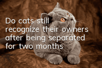Do cats still recognize their owners after being separated for two months?