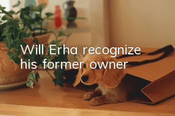 Will Erha recognize his former owner?