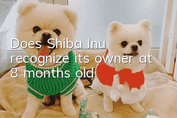 Does Shiba Inu recognize its owner at 8 months old?