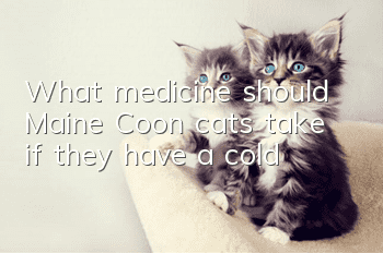 What medicine should Maine Coon cats take if they have a cold?
