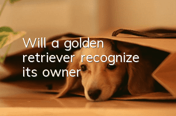 Will a golden retriever recognize its owner?