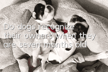Do dogs recognize their owners when they are seven months old?
