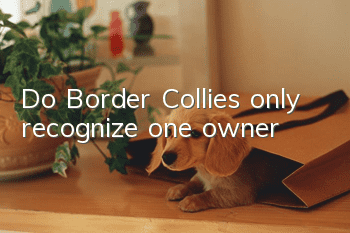Do Border Collies only recognize one owner?