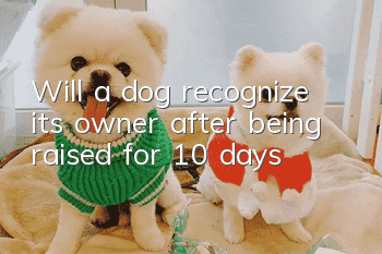 Will a dog recognize its owner after being raised for 10 days?