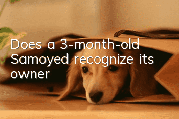 Does a 3-month-old Samoyed recognize its owner?