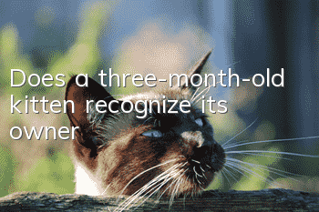 Does a three-month-old kitten recognize its owner?