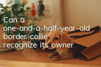 Can a one-and-a-half-year-old border collie recognize its owner?