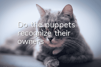 Do the puppets recognize their owners?