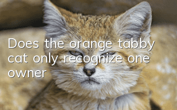 Does the orange tabby cat only recognize one owner?