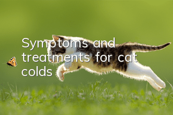 Symptoms and treatments for cat colds