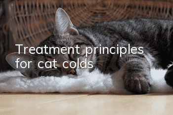 Treatment principles for cat colds