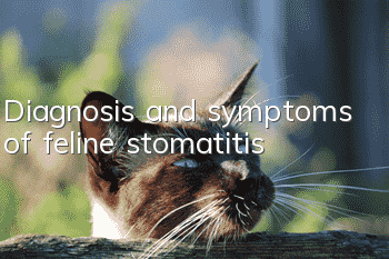 Diagnosis and symptoms of feline stomatitis