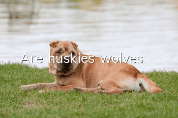 Are huskies wolves?