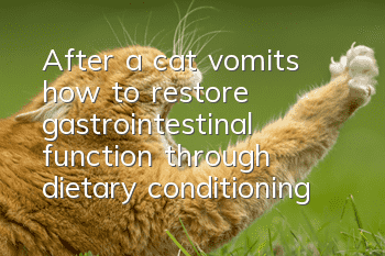 After a cat vomits, how to restore gastrointestinal function through dietary conditioning?