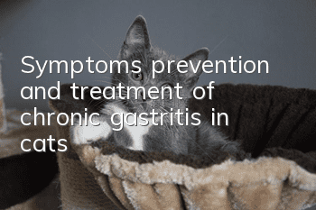 Symptoms, prevention and treatment of chronic gastritis in cats