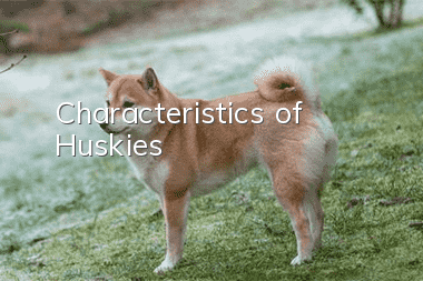 Characteristics of Huskies
