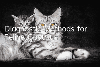 Diagnostic Methods for Feline Gastritis