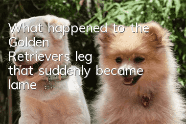 What happened to the Golden Retriever's leg that suddenly became lame?