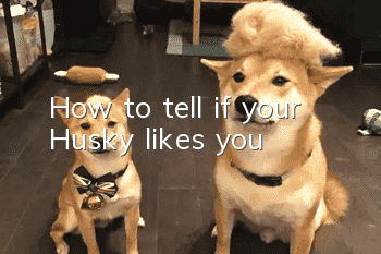 How to tell if your Husky likes you