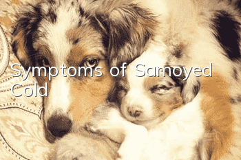 Symptoms of Samoyed Cold