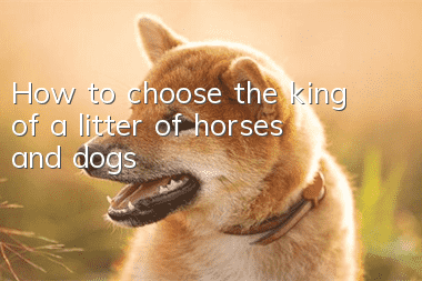 How to choose the king of a litter of horses and dogs?