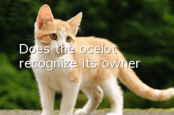Does the ocelot recognize its owner?