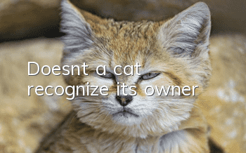 Doesn’t a cat recognize its owner?