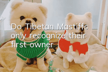 Do Tibetan Mastiffs only recognize their first owner?