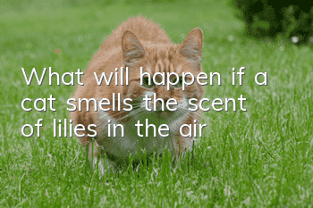 What will happen if a cat smells the scent of lilies in the air?